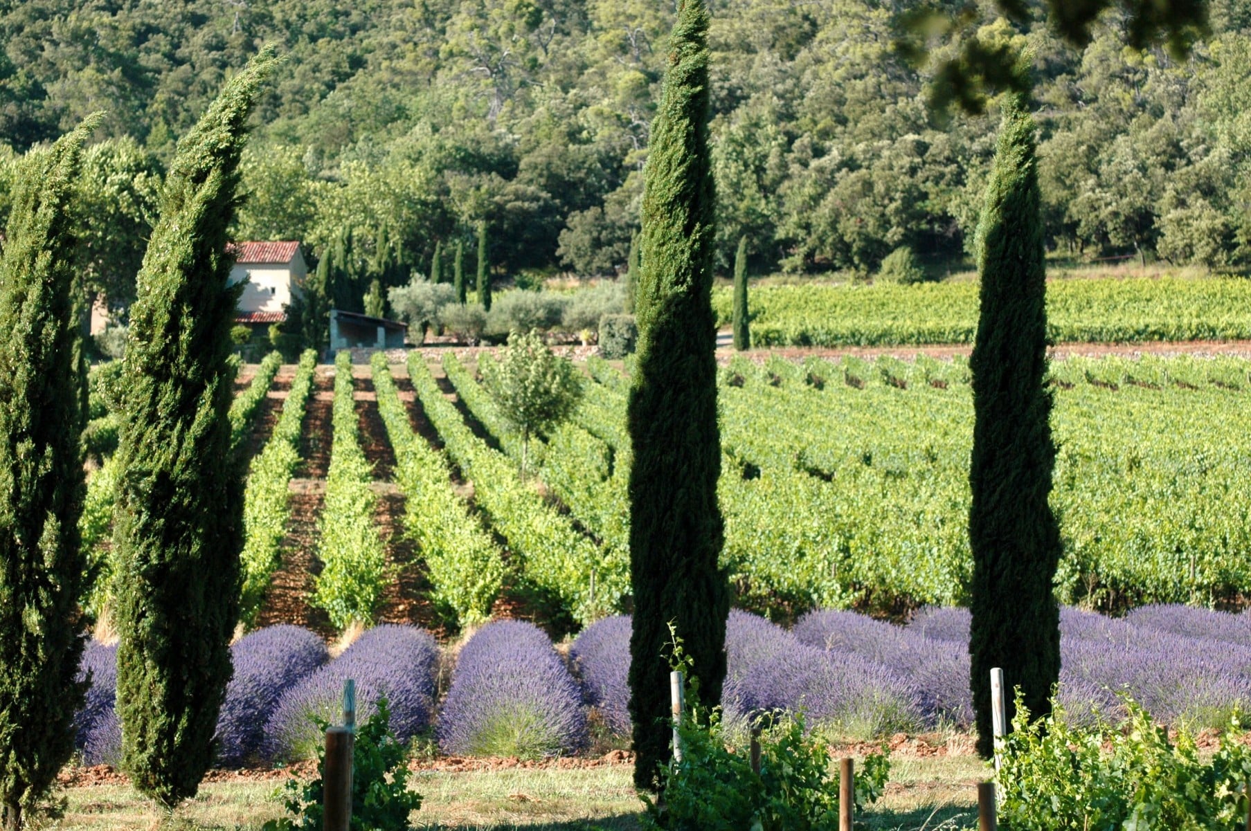 Wine Tours from Marseille/AixenProvence/.... Provence Wine Tours