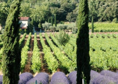 Provence Wine Tours - Organic wineries Coteaux d’Aix and Lubéron2