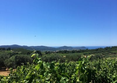 Provence Wine Tours - Vineyard from Domaine de la Suffrène in Bandol, Provence