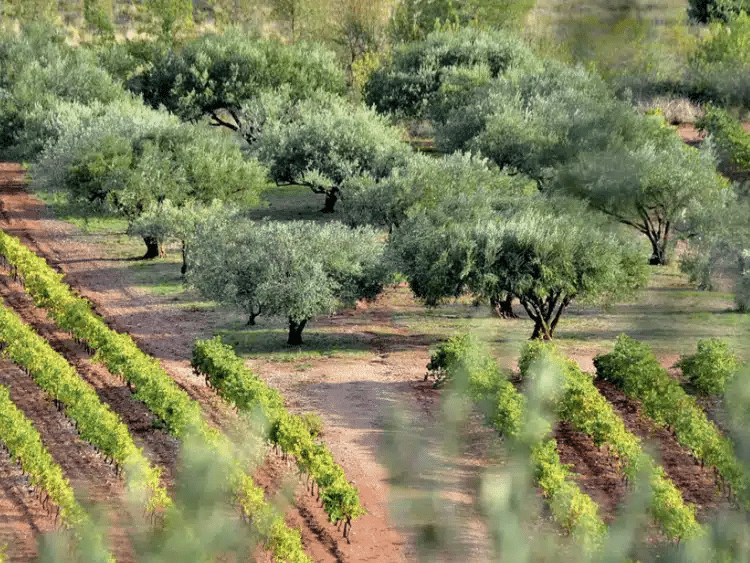 view-Cassis-sea and vinyards 