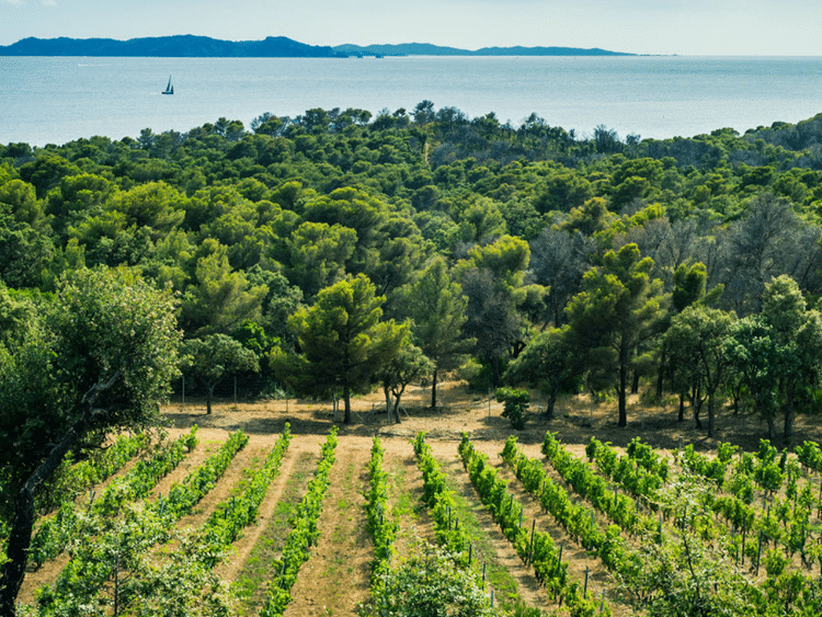 view-Cassis-sea and vinyards