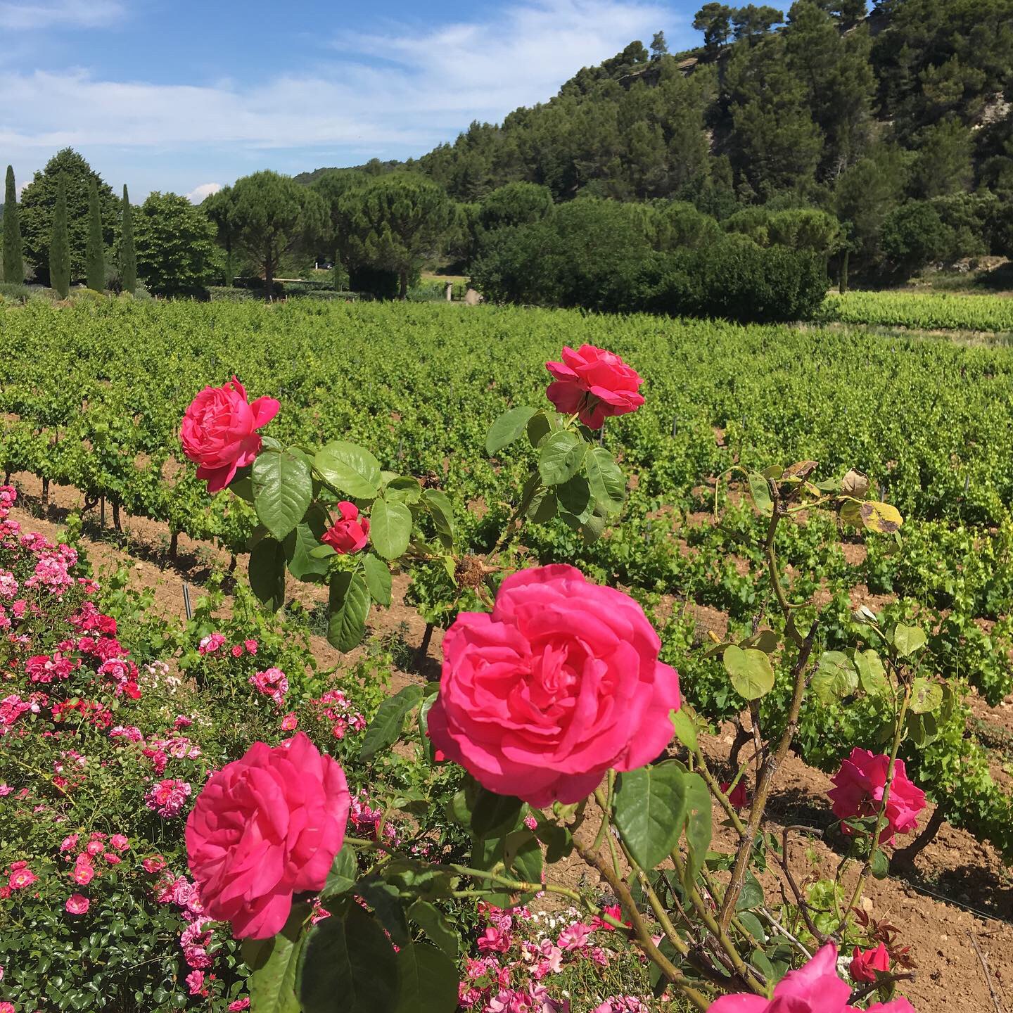 Vine and roses